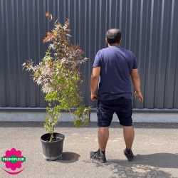 Érable du Japon 'Acer palmatum Atropurpureum' hauteur 200 cm - Promofleur Champagne-sur-Oise