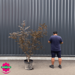 Érable du Japon 'Acer Palmatum Bloodgood' hauteur 200/220 cm - Promofleur Champagne-sur-Oise
