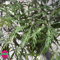 Érable du Japon 'Acer Palm Dissectum Garnet' hauteur 170 cm - Promofleur Champagne-sur-Oise