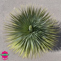 Yucca rostrata Hauteur totale 85 cm - pormofleur Champagne-sur-Oise