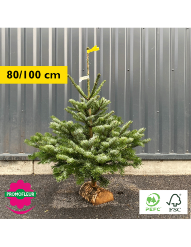 Sapin Nordmann Leclerc 2022