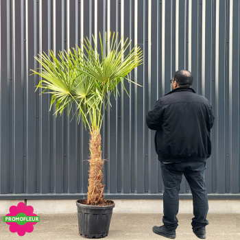 Palmier Trachycarpus Fortunei H.160/180 cm Stipe 60/80 cm - Promofleur Champagne-sur-Oise (comparatif taille)