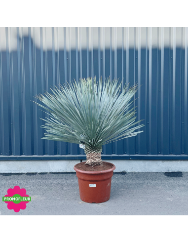 Yucca rostrata 'Blue Swan' Hauteur 100/125 cm - Promofleur Champagne-sur-Oise (2)