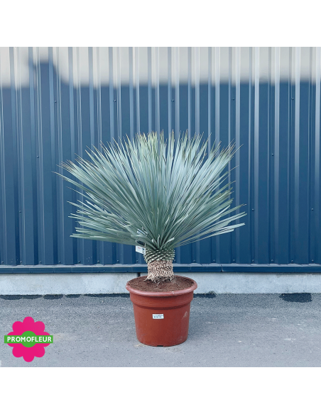 Yucca rostrata 'Blue Swan' Hauteur 100/125 cm - Promofleur Champagne-sur-Oise (2)