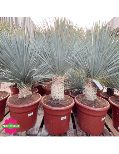 Yucca rostrata 'Blue Swan' Hauteur 100/125 cm - Promofleur Champagne-sur-Oise (3)