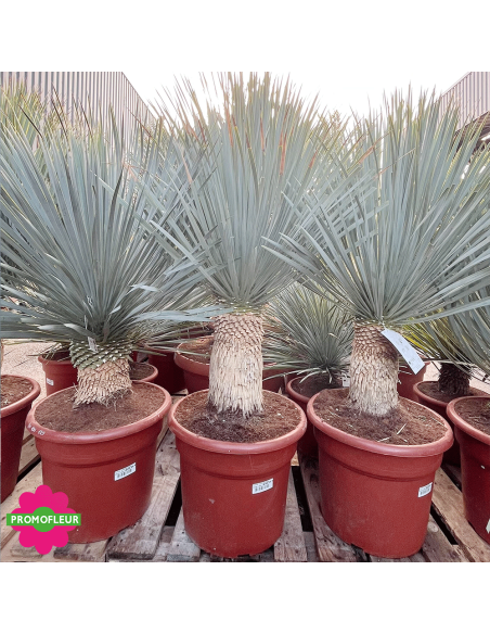 Yucca rostrata 'Blue Swan' Hauteur 100/125 cm - Promofleur Champagne-sur-Oise (3)