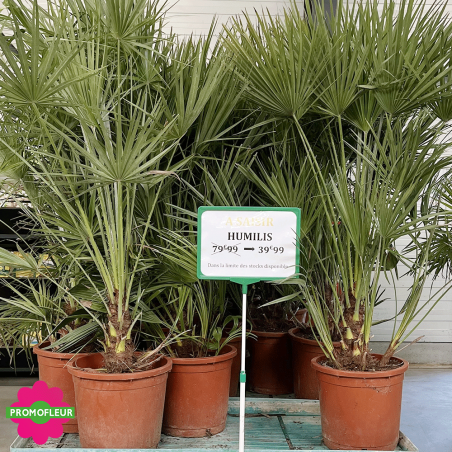 Palmier Nain Chamaerops Humilis H.120/130 cm - Promofleur Champagne sur Oise (2)