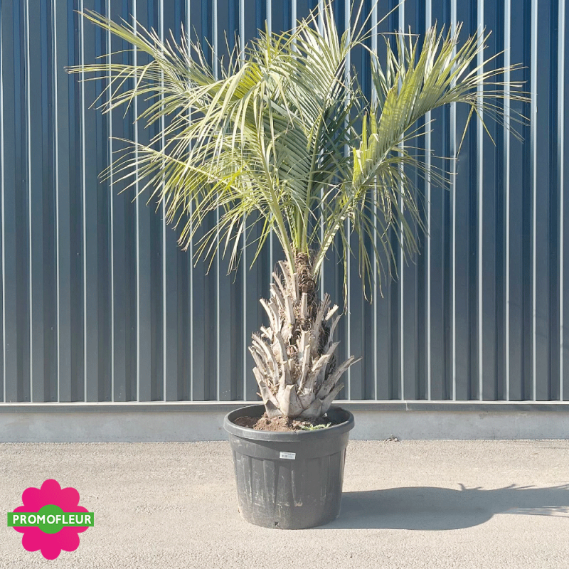 Palmier Butia Capitata Hauteur 200/250 cm Stipe 40/60 cm - Promofleur Champagne-sur-Oise
