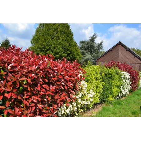 Haie fleurie avec photinia, fusain... - Promofleur Persan