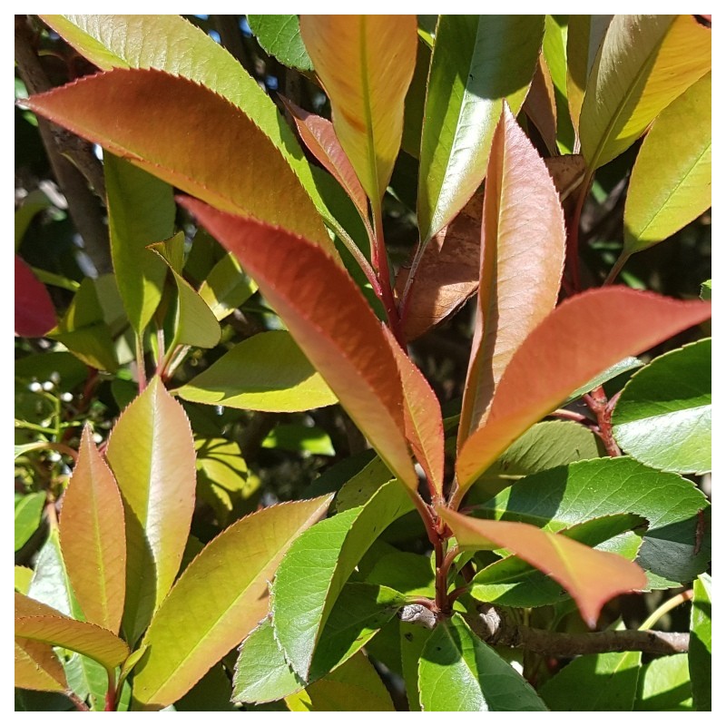Gros plan Photinia Red Robin - Promofleur Persan Gros plan Photinia Red Robin - Promofleur Persan