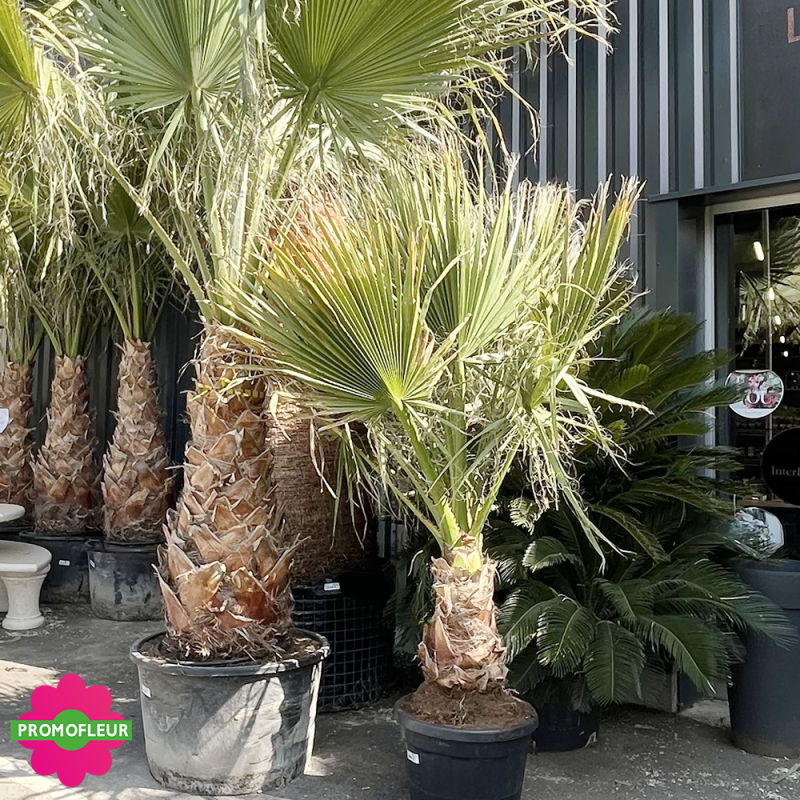 Palmier Washingtonia Filifera Stipe 130 cm + Palmier Washingtonia Filifera Stipe 50 cm - Promofleur (1) Palmier Washingtonia Filifera Stipe 130 cm + Palmier Washingtonia Filifera Stipe 50 cm - Promofleur (1)