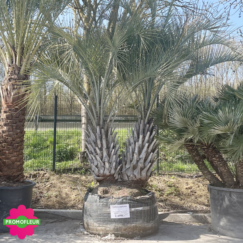 Palmier Butia Capitata double troncs H. 400/450 cm Palmier Butia Capitata double troncs H. 400/450 cm