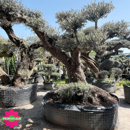 Olivier plateau T32 Hauteur 250 cm feuillage taillé en nuage - Promofleur (2)