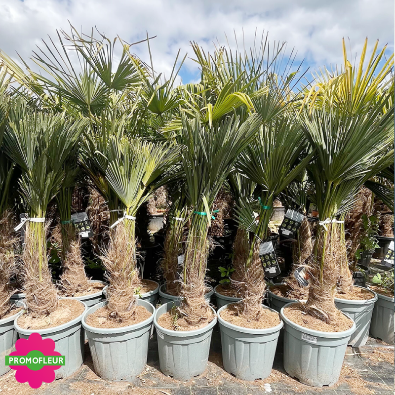 Palmier Trachycarpus Wagnerianus H.120/130 cm Stipe 40/50 cm - Promofleur Palmier Trachycarpus Wagnerianus H.120/130 cm Stipe 40/50 cm - Promofleur