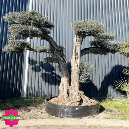 Olivier plateau Pe440r hauteur 300/350 cm feuillage taillé en nuages