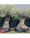 Olivier "Lechin" 150 - 200 ans H.200/250 cm feuillage bien dense - Promofleur (1)