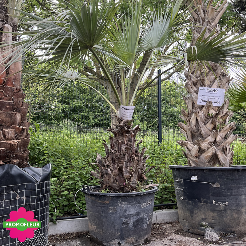 Palmiers Brahea Armata Hauteur 150 cm Stipe 80 cm - PROMOFLEUR Palmiers Brahea Armata Hauteur 150 cm Stipe 80 cm - PROMOFLEUR