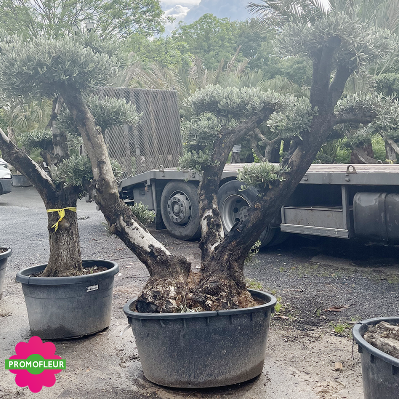 Olivier plateau Hauteur 130/155 cm feuillage taillé en nuages - Promofleur (1)