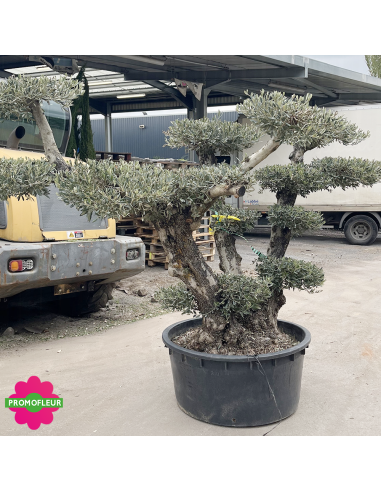 Olivier plateau Hauteur 130/155 cm feuillage taillé en nuages - Promofleur (2)