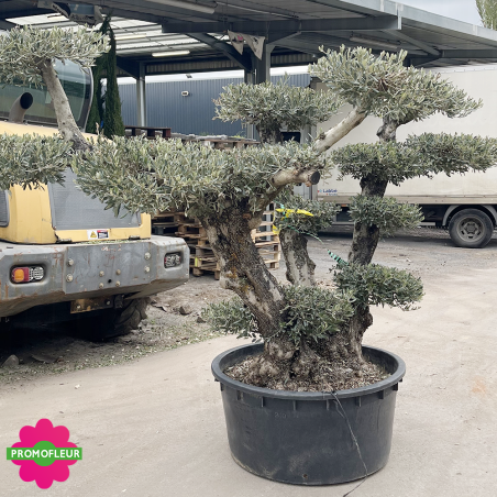 Olivier plateau Hauteur 130/155 cm feuillage taillé en nuages - Promofleur (2)