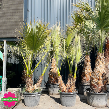 Palmier Washingtonia Filifera Hauteur 250 cm Triple Troncs - Promofleur