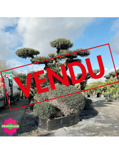 Olivier plateau 250/300 ans H.350 cm feuillage taillé en nuage - Promofleur Champagne-sur-Oise (coté gauche - 2) (VENDU)