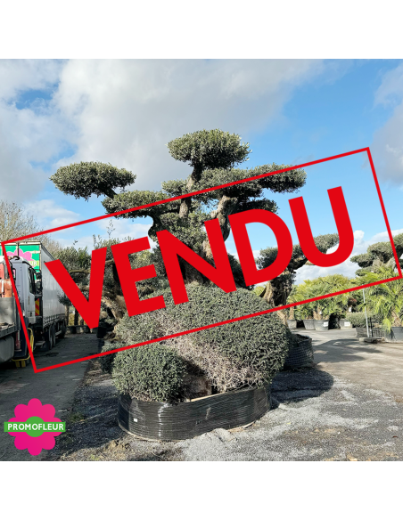 Olivier plateau 250/300 ans H.350 cm feuillage taillé en nuage - Promofleur Champagne-sur-Oise (coté gauche - 2) (VENDU)