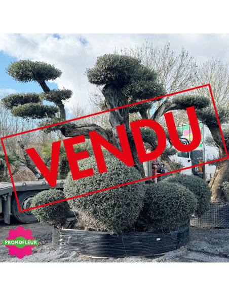 Olivier plateau 250/300 ans H.350 cm feuillage taillé en nuage - Promofleur Champagne-sur-Oise (comparatif taille) (VENDU)