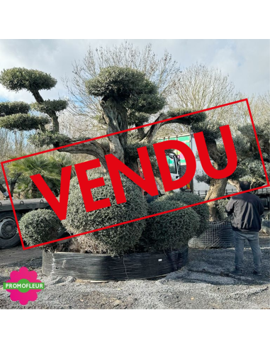 Olivier plateau 250/300 ans H.350 cm feuillage taillé en nuage - Promofleur Champagne-sur-Oise (comparatif taille) (VENDU)