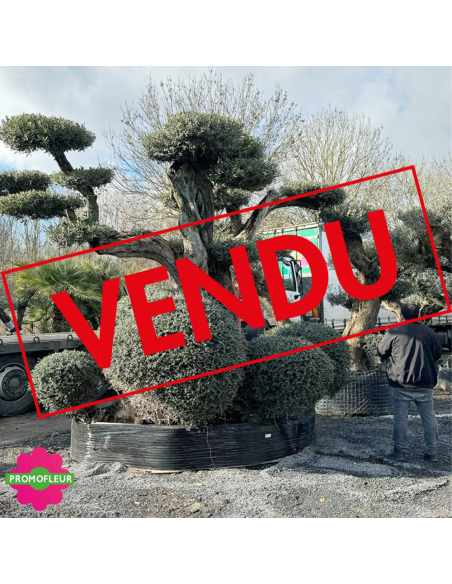 Olivier plateau 250/300 ans H.350 cm feuillage taillé en nuage - Promofleur Champagne-sur-Oise (comparatif taille) (VENDU)