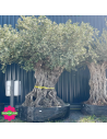 Olivier "Lechin" 200 - 250 ans Hauteur 300 cm feuillage bien dense - Promofleur