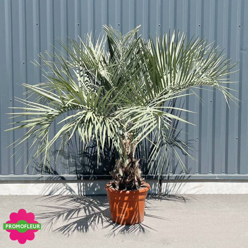 Palmier Butia Capitata Hauteur 150 cm Stipe 30/40 cm - Promofleur Palmier Butia Capitata Hauteur 150 cm Stipe 30/40 cm - Promofleur