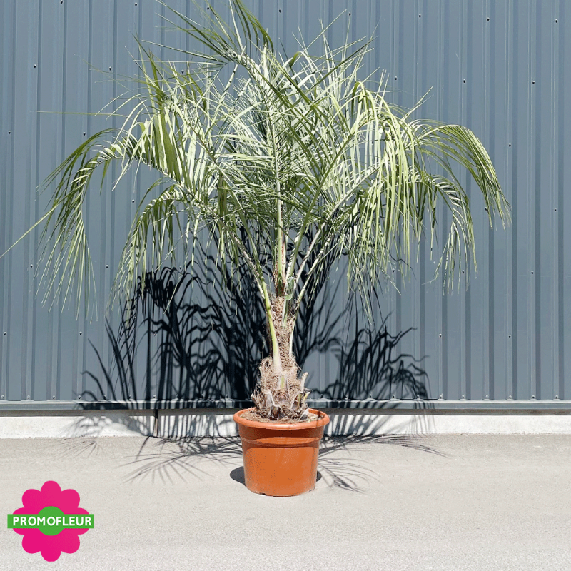 Palmier Butia Capitata Hauteur 200 cm Stipe 20/50 cm - Promofleur Palmier Butia Capitata Hauteur 200 cm Stipe 20/50 cm - Promofleur