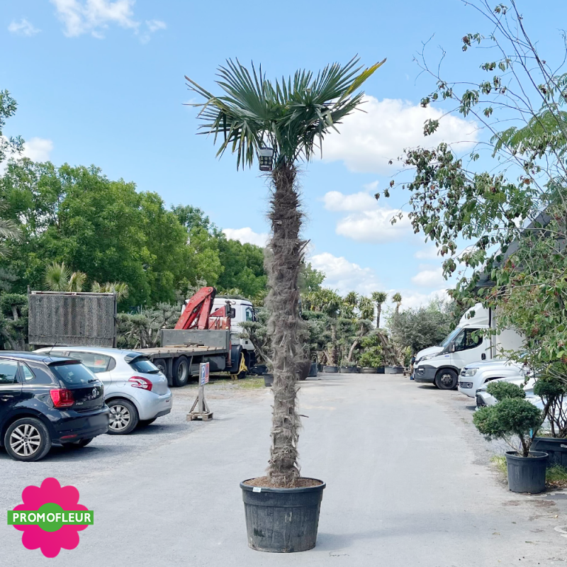 Palmier Trachycarpus Fortunei H.300/350 cm Stipe 250+ cm - Promofleur Palmier Trachycarpus Fortunei H.300/350 cm Stipe 250+ cm - Promofleur