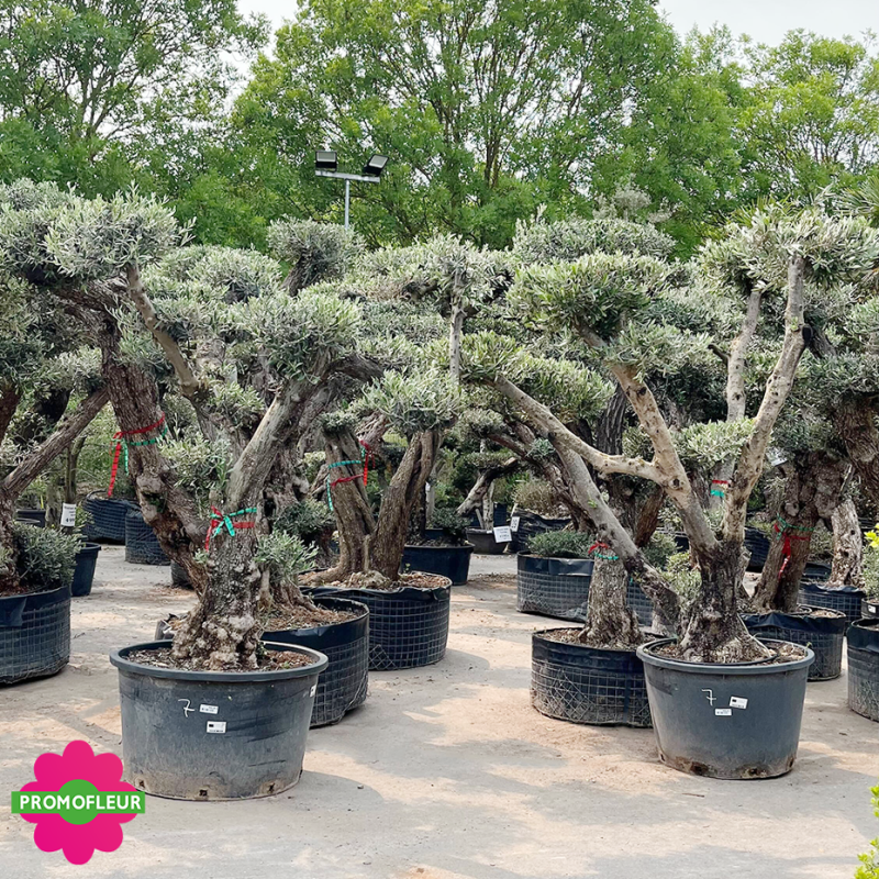 Olivier plateau T7 Hauteur 170/200 cm feuillage taillé en nuage - Promofleur (2)