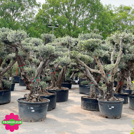 Olivier plateau T7 Hauteur 170/200 cm feuillage taillé en nuage - Promofleur (2)