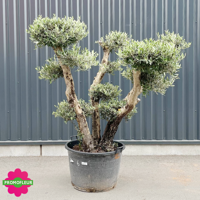 Olivier plateau T6 Hauteur 150 cm feuillage taillé en nuage - Promofleur