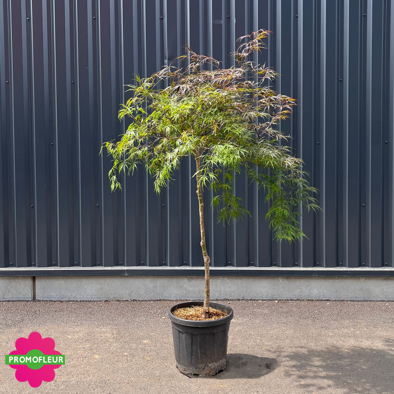 Érable du Japon Acer Palmatum 'Dissectum Garnet' Hauteur 125/150 cm Érable du Japon Acer Palmatum 'Dissectum Garnet' Hauteur 125/150 cm
