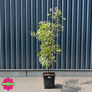 Érable du Japon Acer Palmatum 'Fire glow' Hauteur 150/175 cm - Promofleur