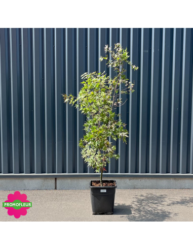 Érable du Japon Acer Palmatum 'Fire glow' Hauteur 150/175 cm - Promofleur
