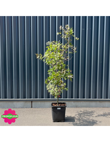 Érable du Japon Acer Palmatum 'Fire glow' Hauteur 150/175 cm - Promofleur