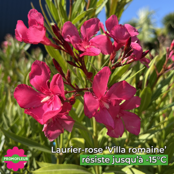 Zoom Fleurs roses de Laurier-rose 'Villa Romaine' - Promofleur (résistance au gel jusqu'à -15°C)