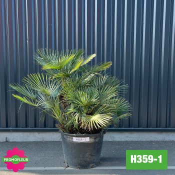 Palmier Humilis 'Cerifera' Hauteur 110 cm (H359-1) - Promofleur