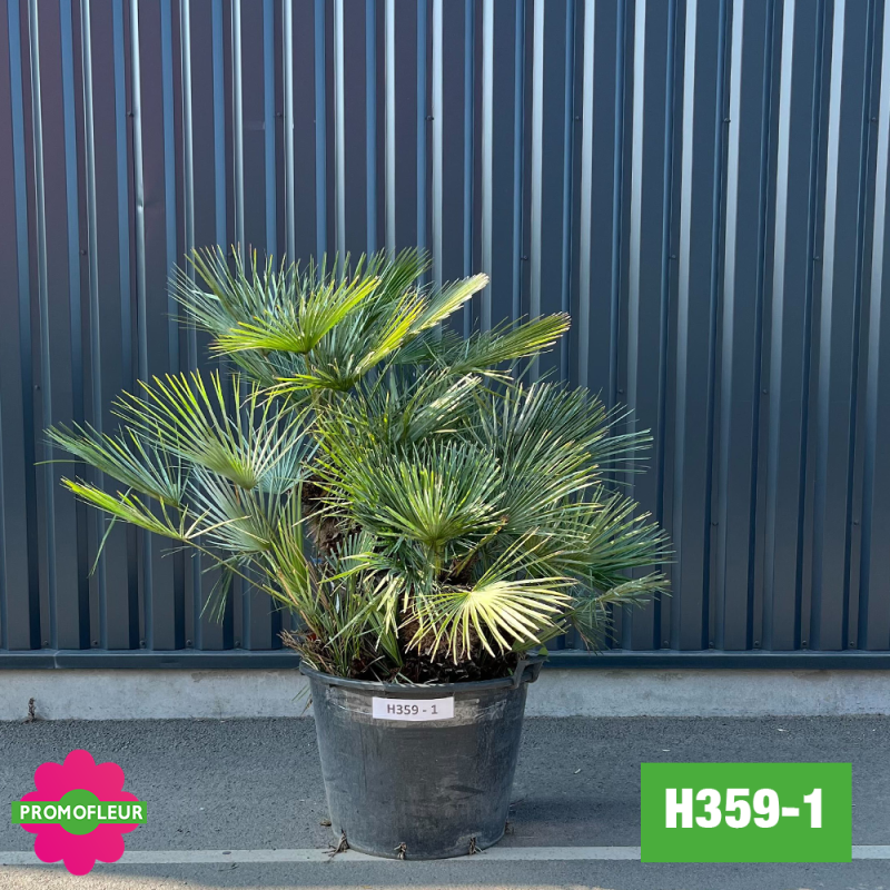 Palmier Humilis 'Cerifera' Hauteur 110 cm (H359-1) - Promofleur Palmier Humilis 'Cerifera' Hauteur 110 cm (H359-1) - Promofleur