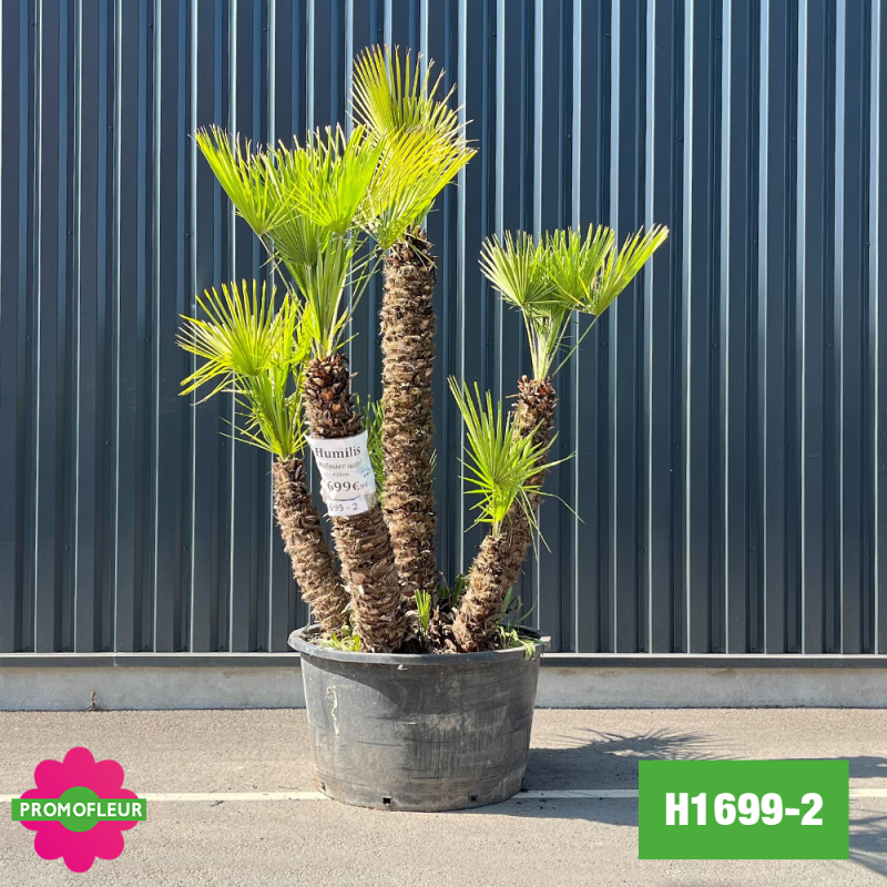 Palmier Nain Chamaerops Humilis Multi-troncs - Hauteur 200 cm (H1699-2) - Promofleur Palmier Nain Chamaerops Humilis Multi-troncs - Hauteur 200 cm (H1699-2) - Promofleur