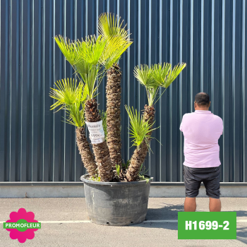 Palmier Nain Chamaerops Humilis Multi-troncs - Hauteur 200 cm (H1699-2) - Promofleur (comparatif taille)
