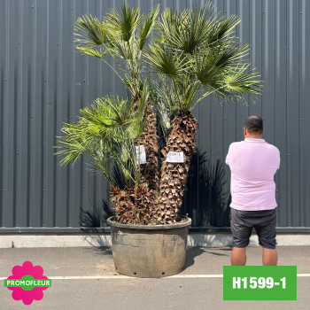 Palmier Nain Chamaerops Humilis Multi-troncs - Hauteur 230 cm (H1599-1) - Promofleur (comparatif taille)