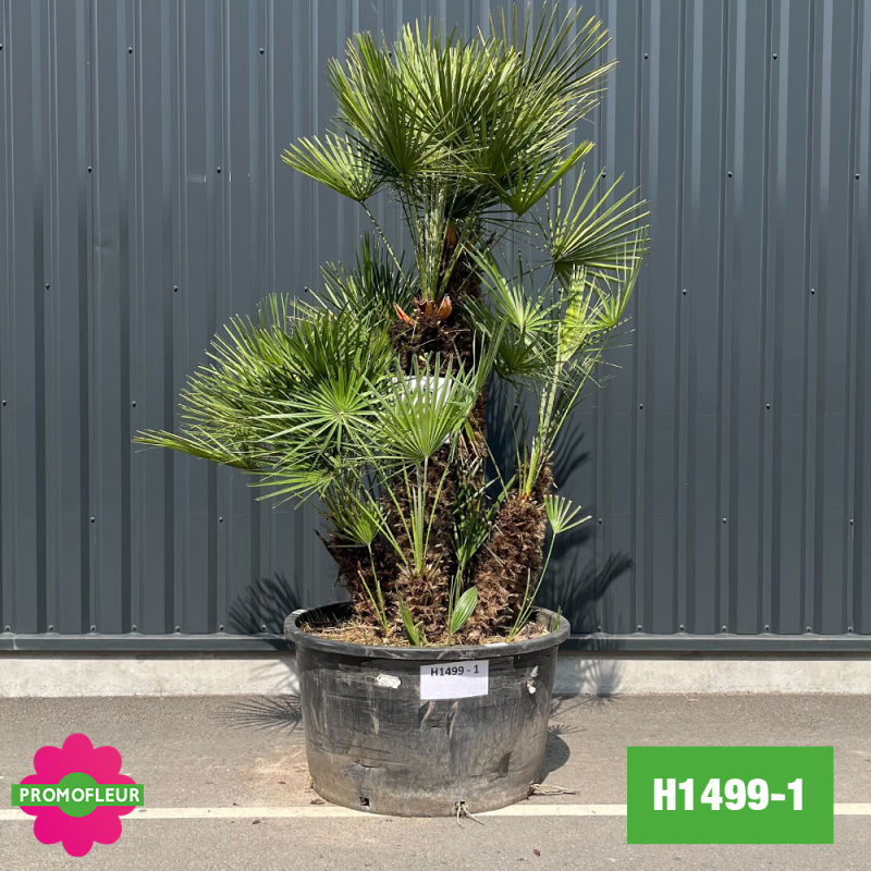 Palmier Nain Chamaerops Humilis Multi-troncs - Hauteur 200 cm (H1499-1) - Promofleur Palmier Nain Chamaerops Humilis Multi-troncs - Hauteur 200 cm (H1499-1) - Promofleur