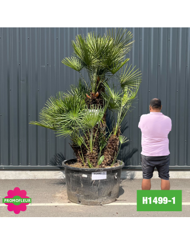 Palmier Nain Chamaerops Humilis Multi-troncs - Hauteur 200 cm (H1499-1) - Promofleur (comparatif taille)