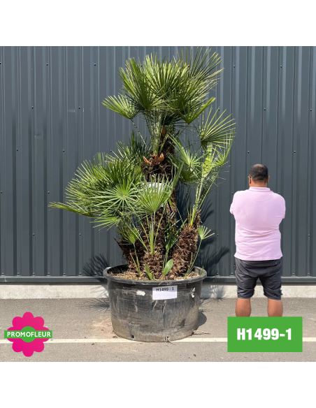 Palmier Nain Chamaerops Humilis Multi-troncs - Hauteur 200 cm (H1499-1) - Promofleur (comparatif taille)